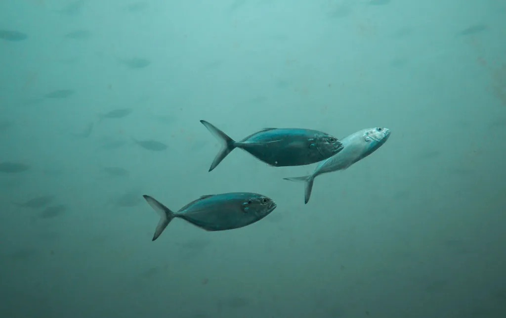 two fish swim in murky green water