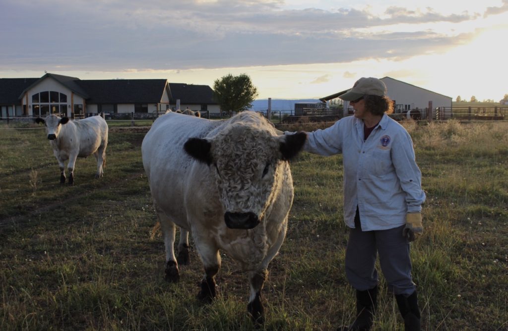 woman tends to bull in field