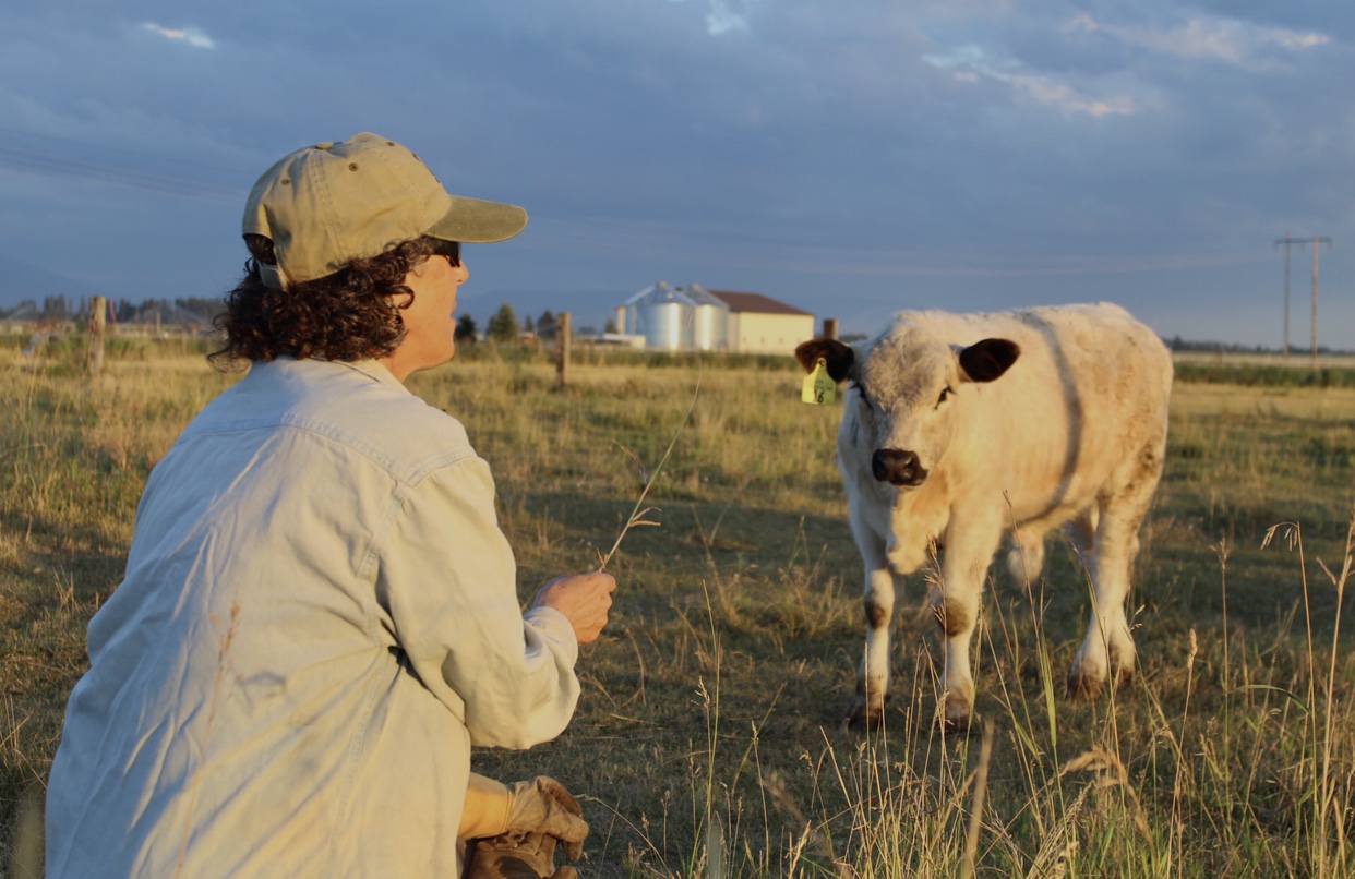 woman with calf in green fields 