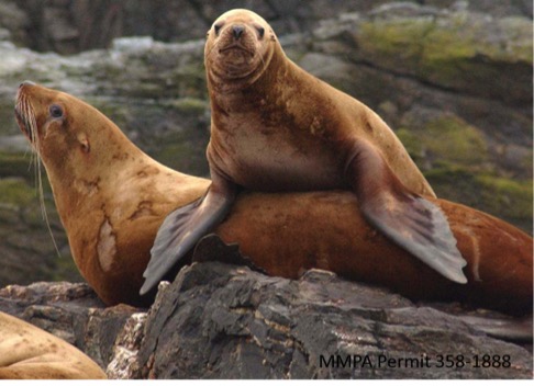 Sea lions