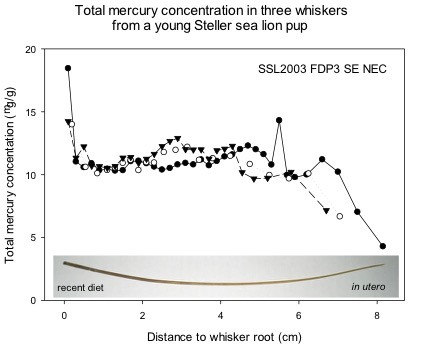 Sea lion whisker graph