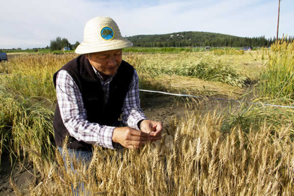 Mingchu Zhang examining grains