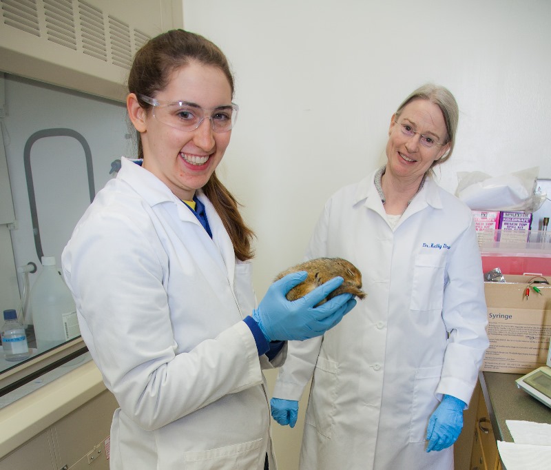 Kelly Drew and a student work with a hibernating arctic ground squirrel. Photo by Todd Paris/UAF.