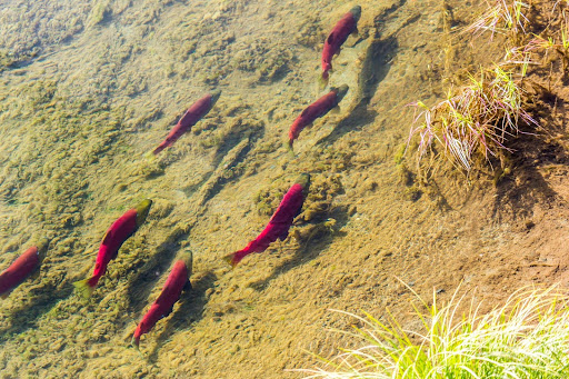 Spawning salmon