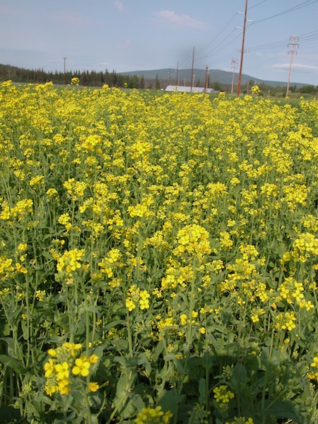 Deltana canola has been field tested by researchers at the Fairbanks Experiment Farm for the past several years.