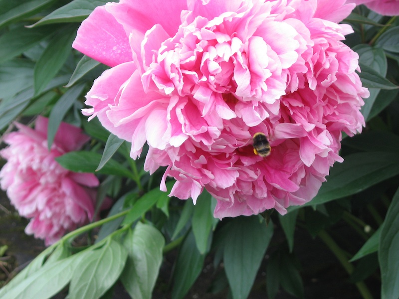 A bumblebee is attracted to a peony at the Georgeson Botanical Garden. 