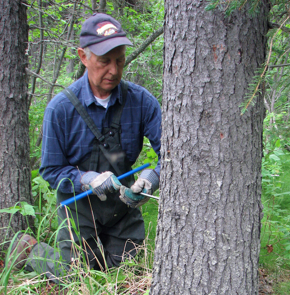 Sam Demientieff takes a core sample from a mature white spruce along the lower Yukon River as part of research on white spruce growth over time. Photo by Claire Alix