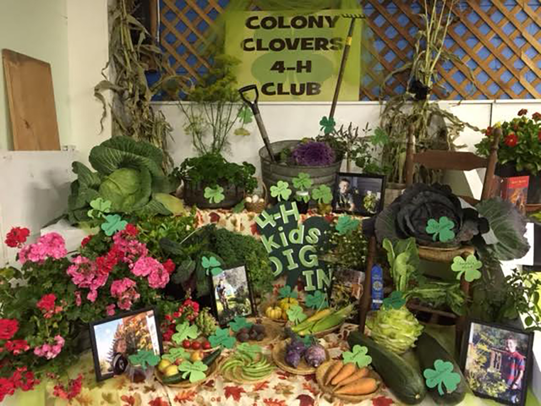 Colony clovers 4-H club