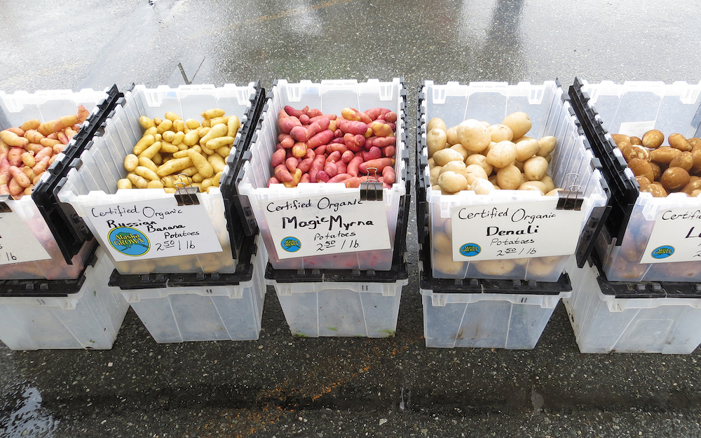 Various potato varieties in bins