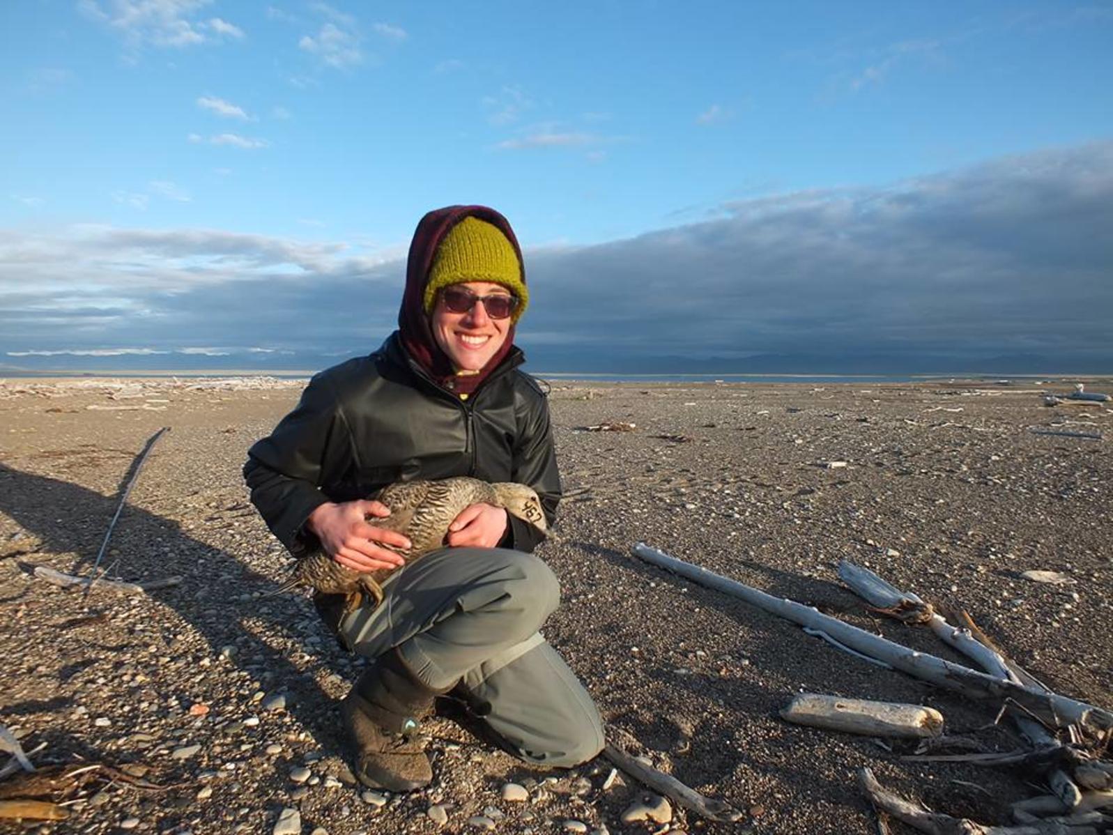 Jessica Herzog holds a female common eider while working with biologists on nest predation research last summer near Kaktovik.