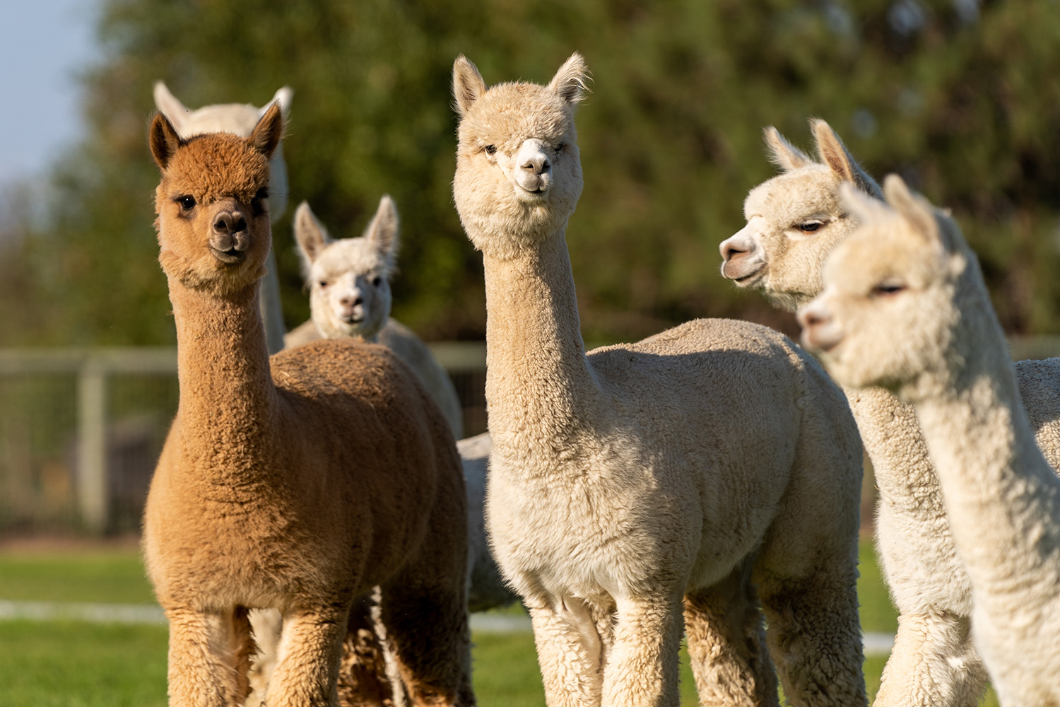 Multiple alpacas of varying color standing in a field
