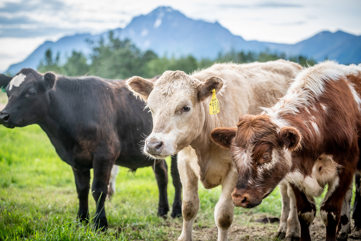 Three cows standing in a field