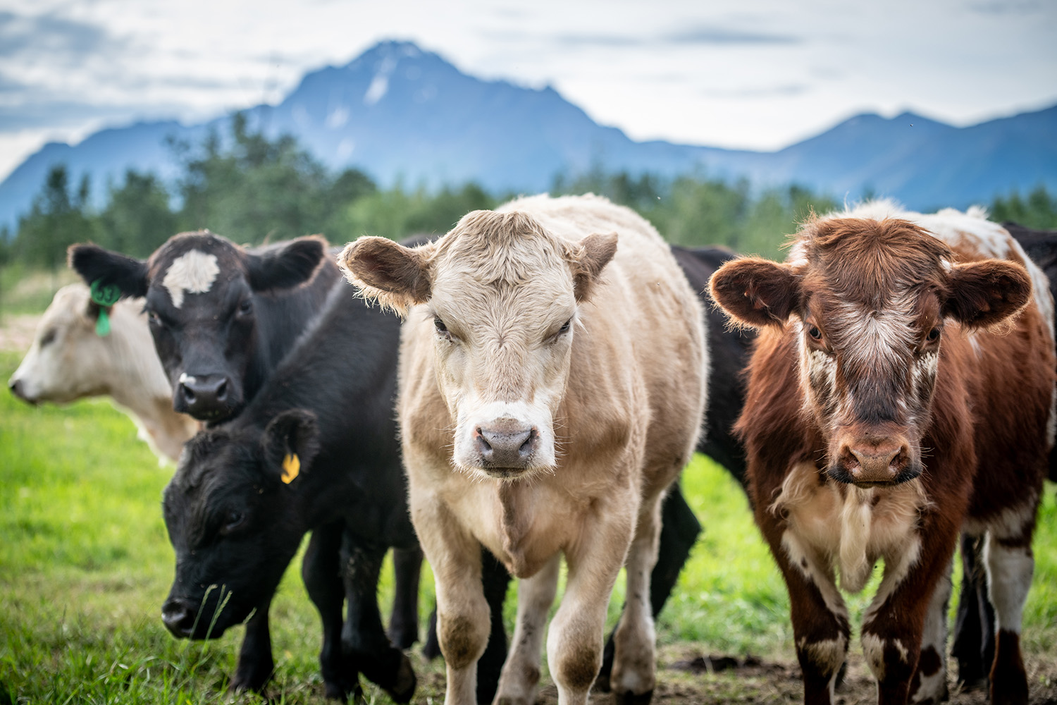 Five cows of varying colors standing in a field with mountains in the background
