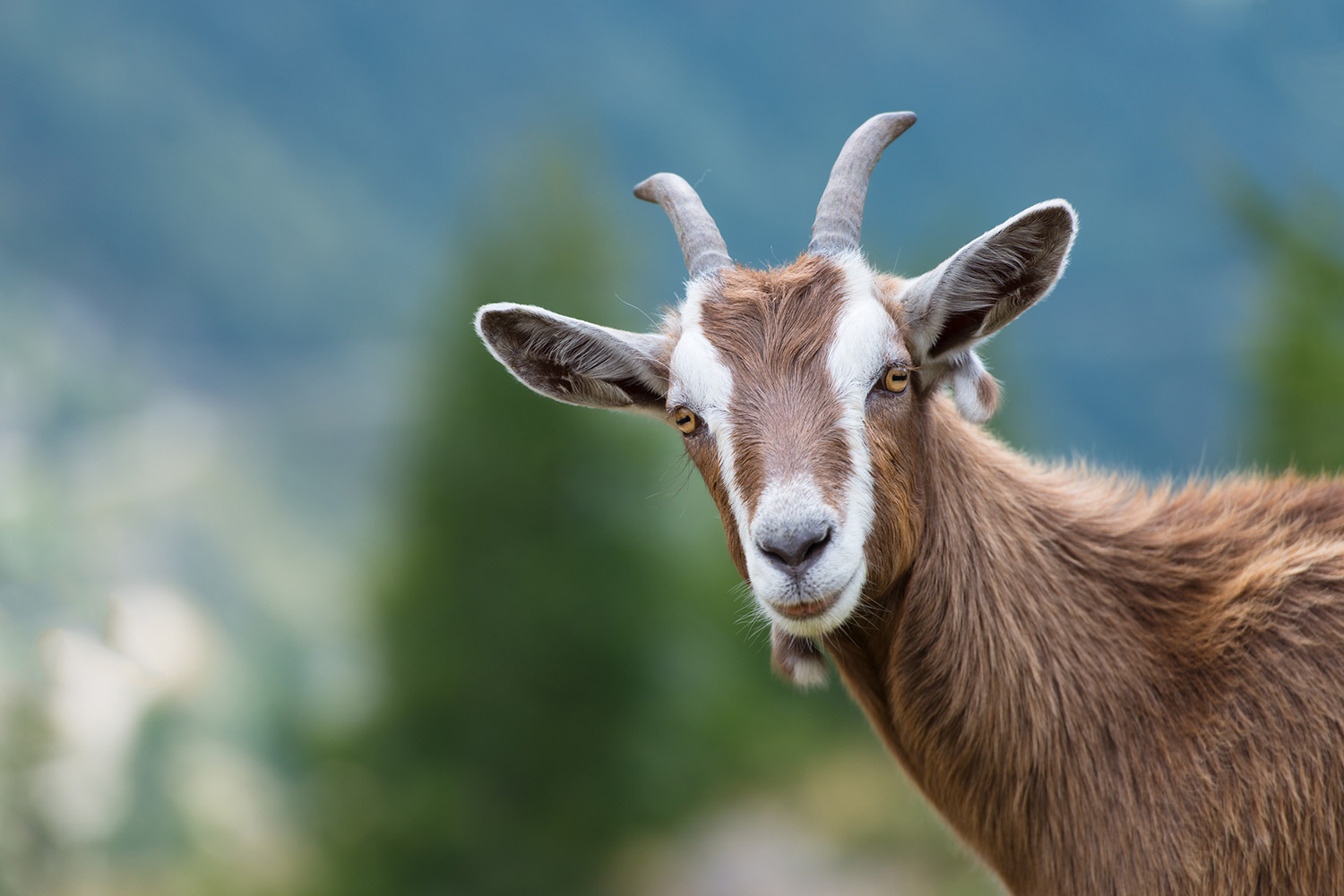 Goat with a brown and white fur color