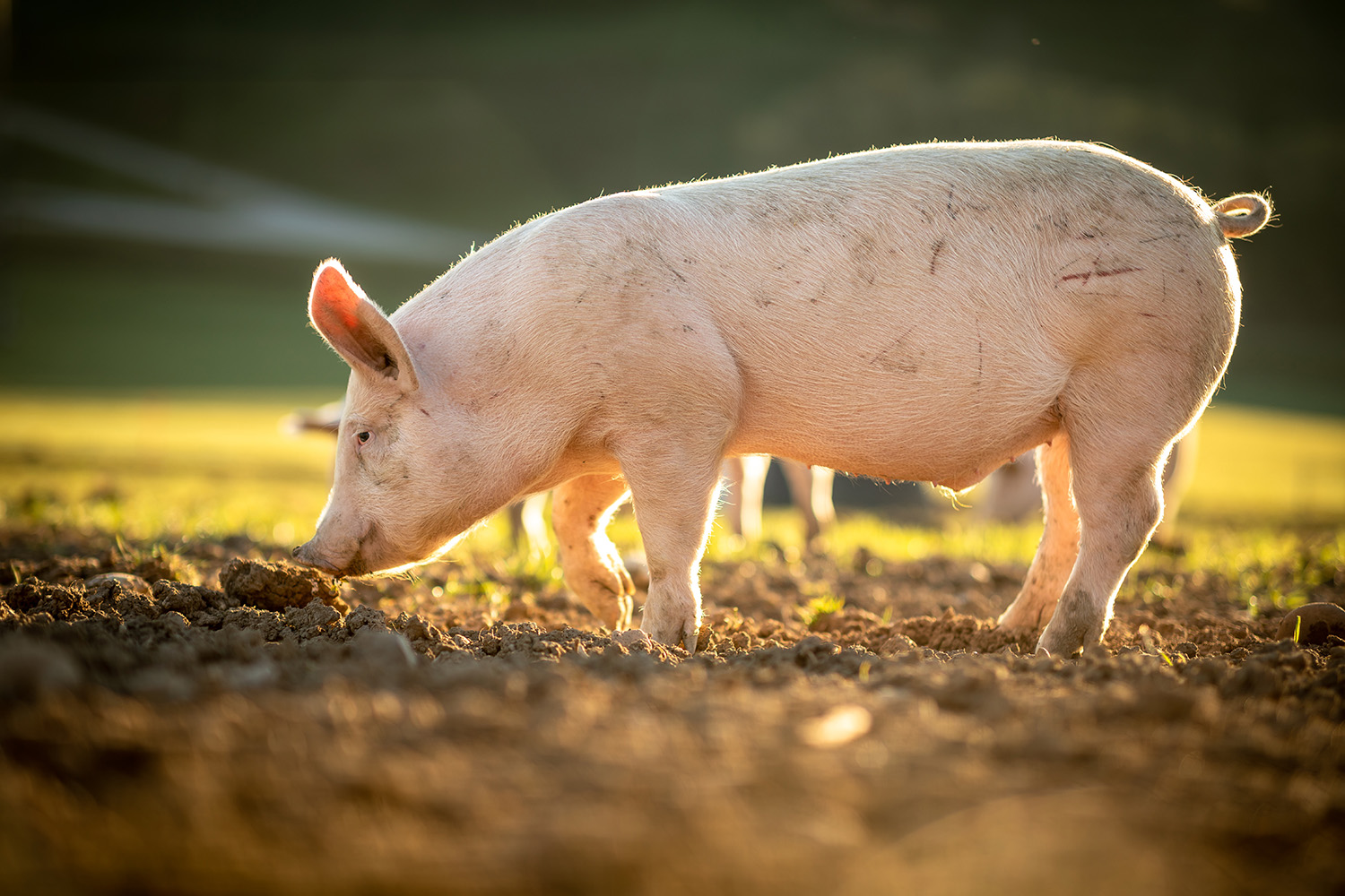 Pig standing in a dirt field