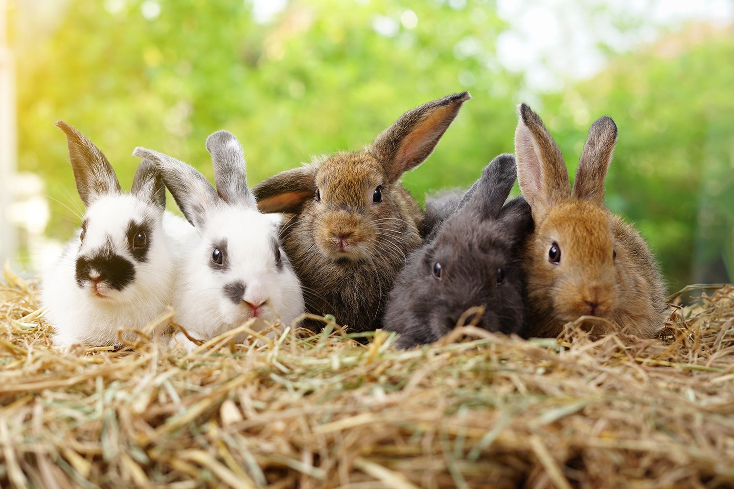 Five rabbits sitting in hay