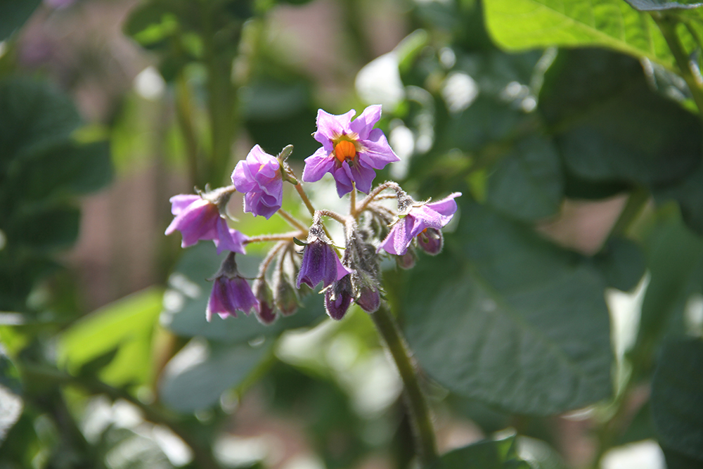 Potato flowers
