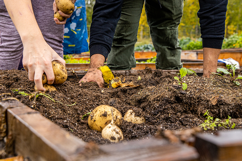 Planting potatoes