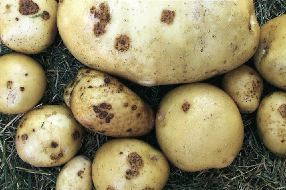 Scab potatoes