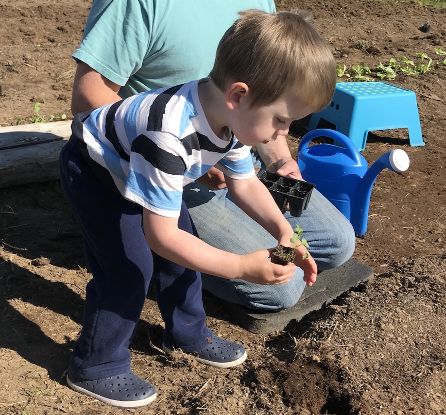 Banner Boy transplanting seedling
