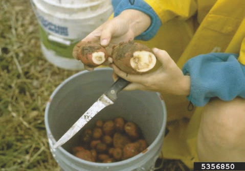 Potato tubers cut open to display symptoms of bacterial ring rot