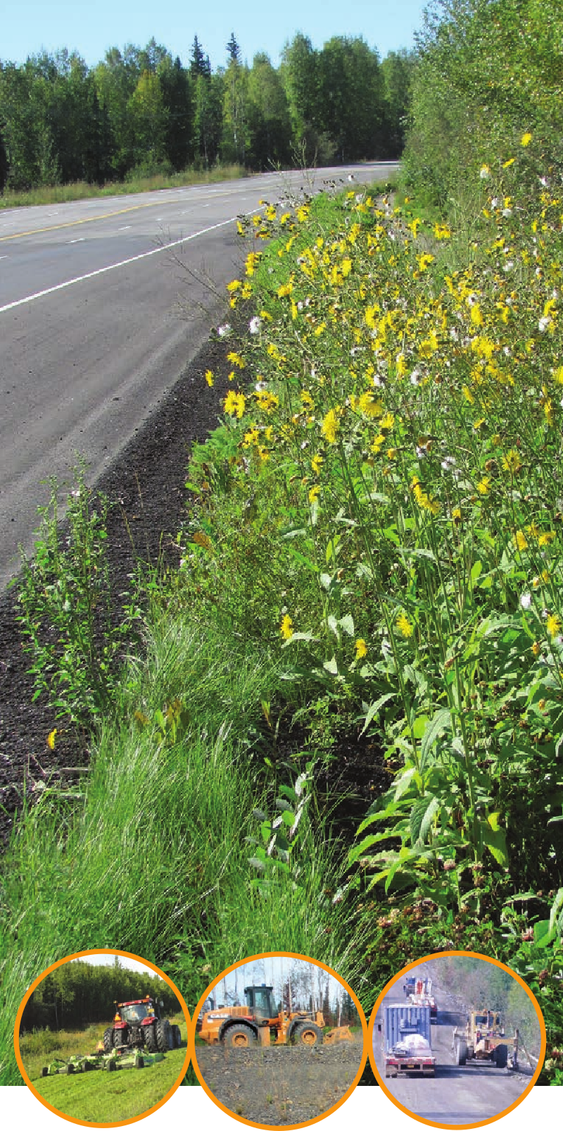 Road beside flowers and trees