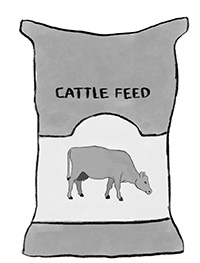 Cattle Feed