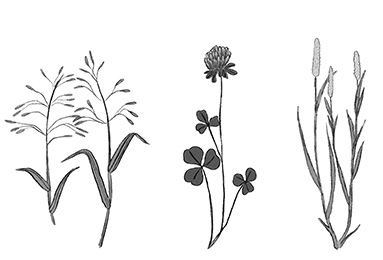 Forage Grasses and Legumes