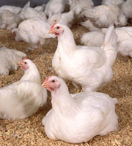 A group of white chickens gathered together in a pen