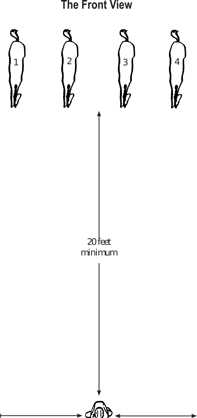 Judging Halter Horses (From the Top Down) Cooperative Extension Service