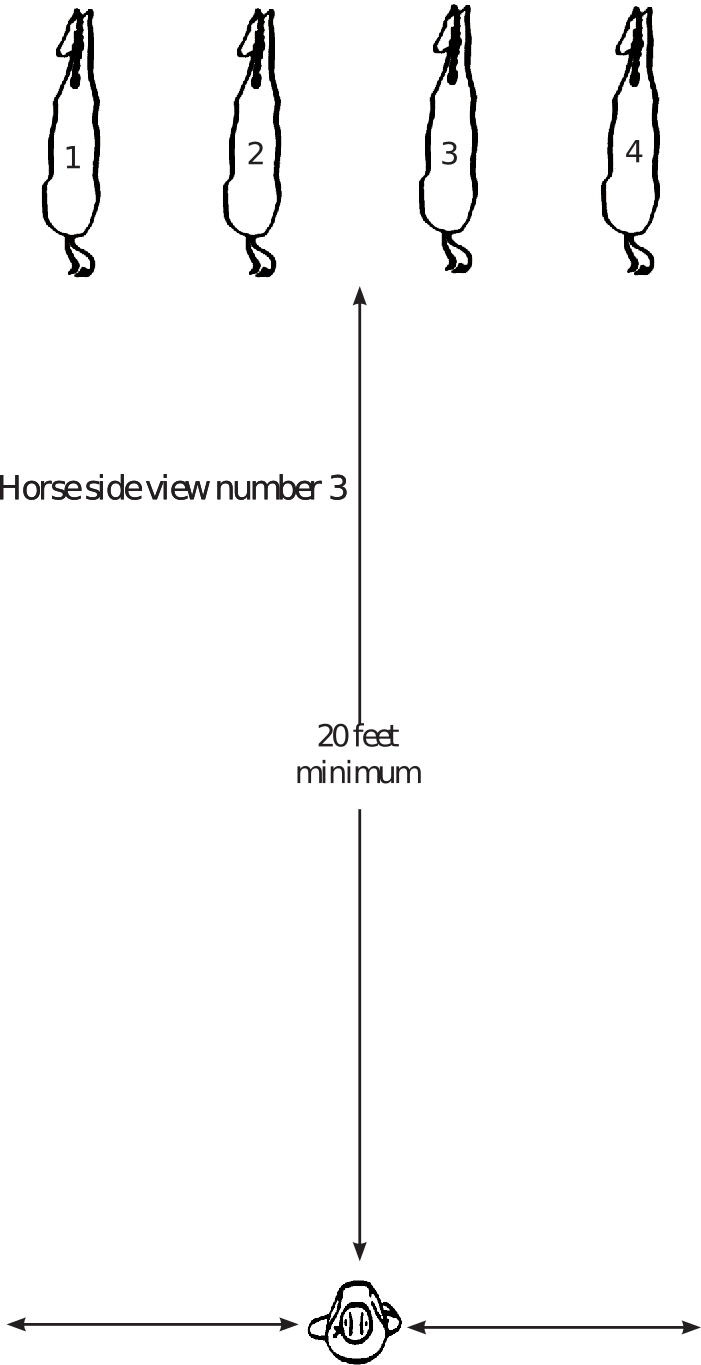 Judging Halter Horses (From the Top Down) Cooperative Extension Service