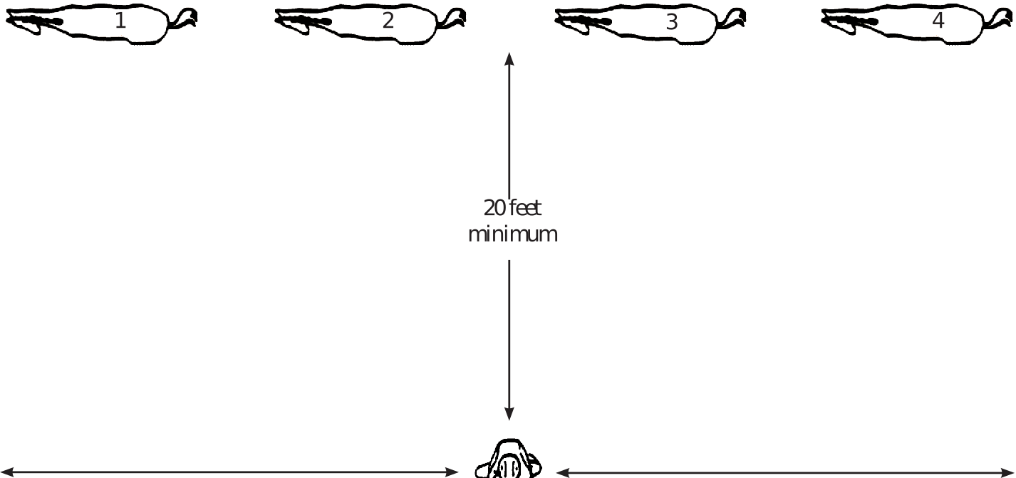 Judging Halter Horses (From the Top Down) Cooperative Extension Service