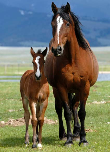 Pasture planning Horse and pony walking on a field