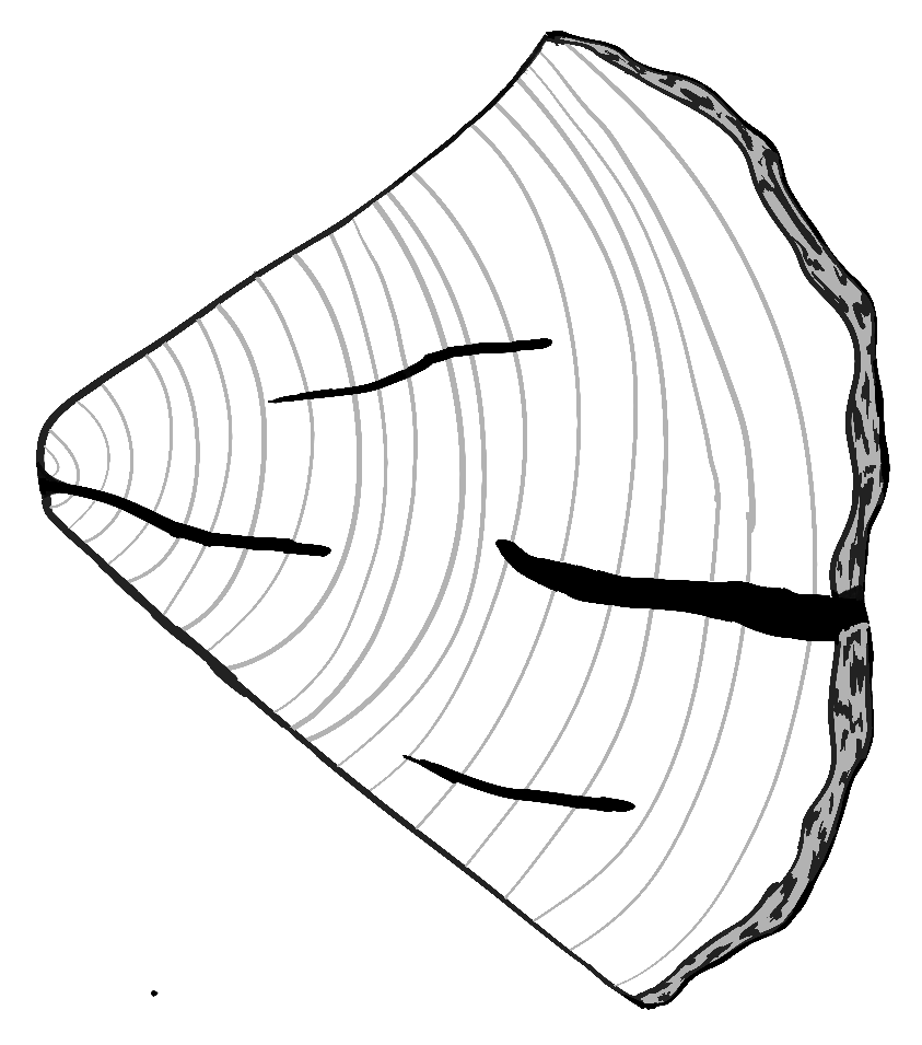 Drawing of a log with cracks in the end