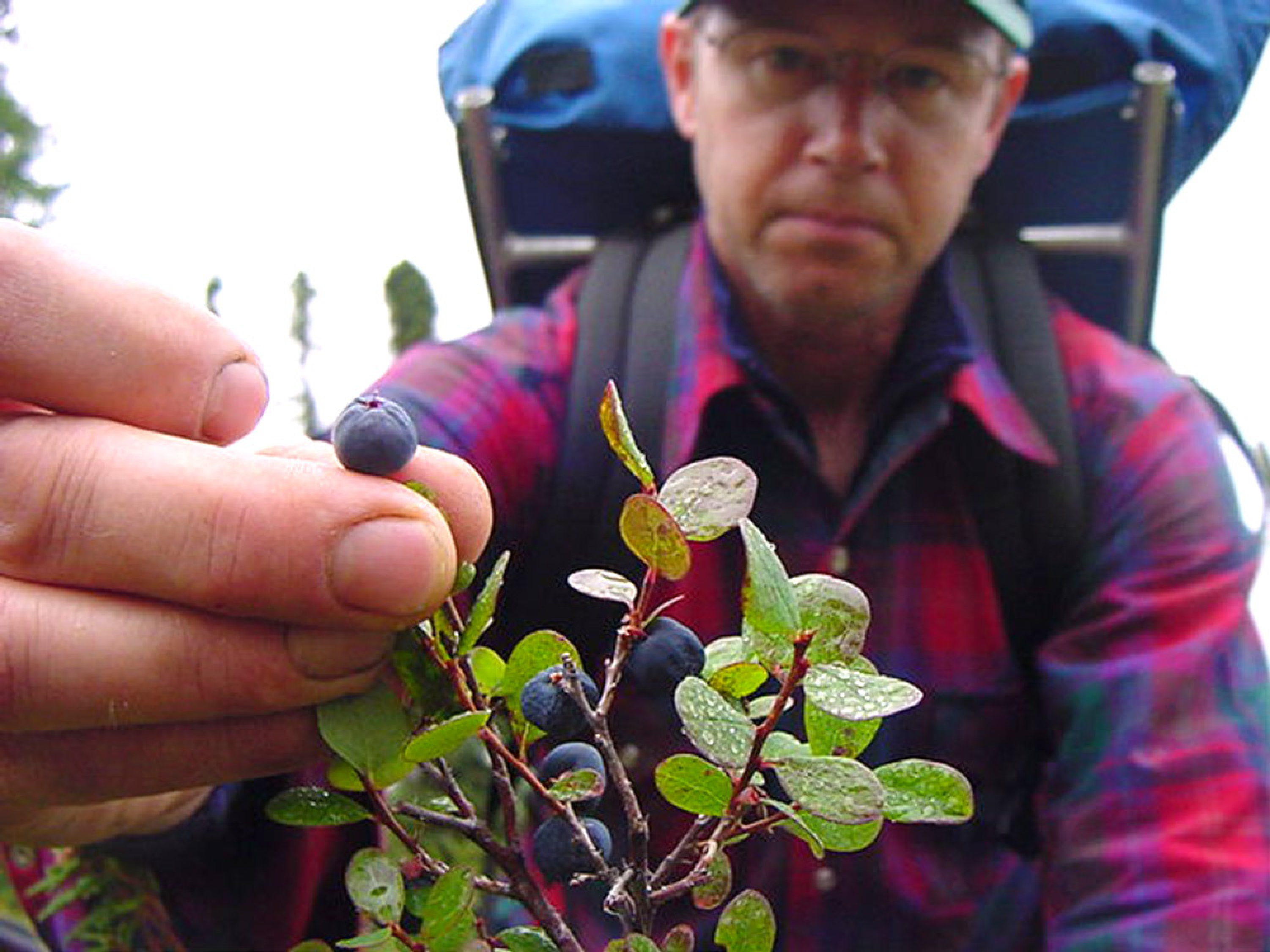 Alaska Blueberries Cooperative Extension Service