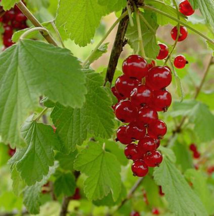Bundle of currants hanging from a stem