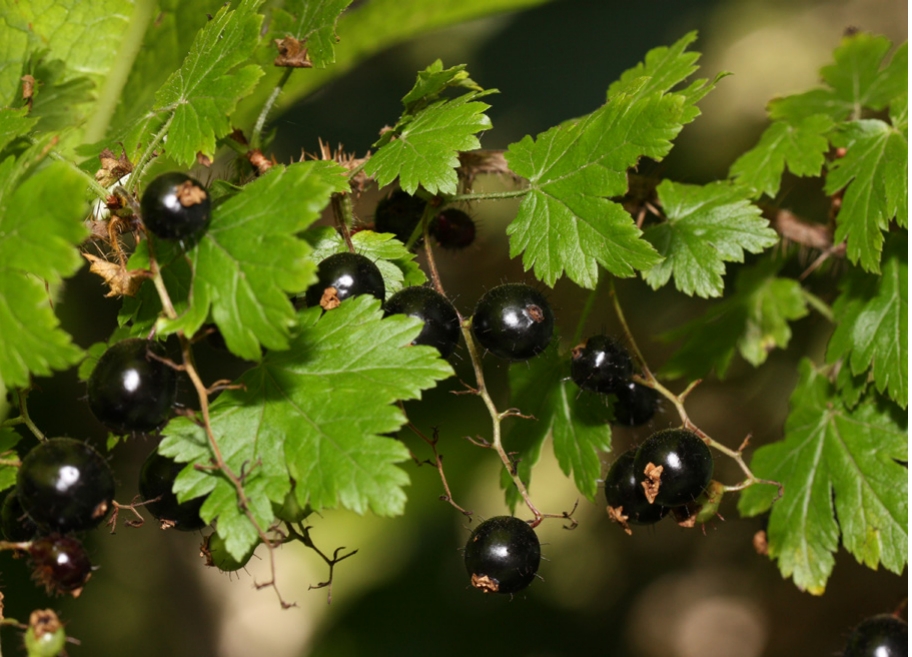 Currents growing off of stems