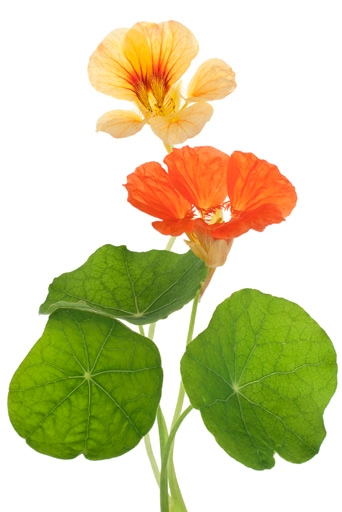Nasturtium Stem and leaves with flower