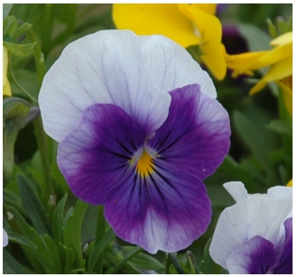 Pansies Several multi-colored flowers in grass
