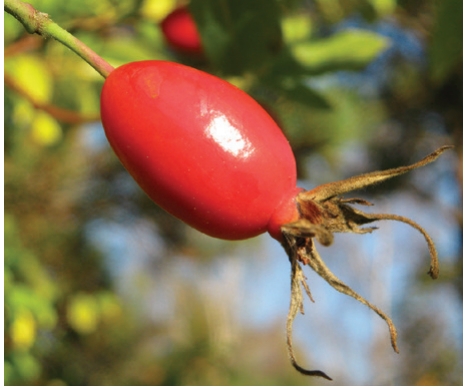 Rose Hip Round portion of a rose underneath the petals