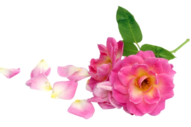 Roses Pink flower and petals