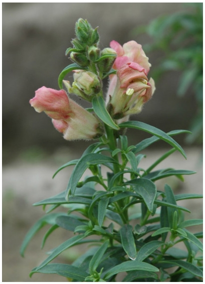 Snapdragons Small pink flowers on leafy stems