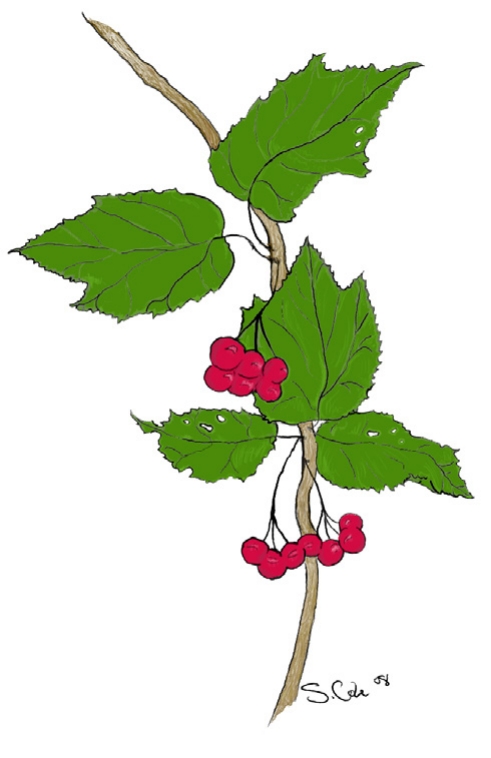 Berries hanging from a stem of a spiky leafed plant