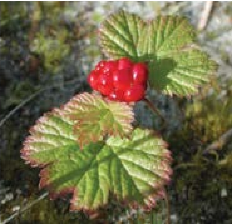 Red berry hanging from leafy stem