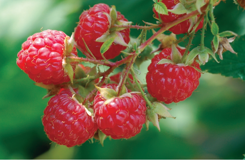 American Red Raspberry Cooperative Extension Service