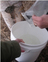 Pouring Sap through Sieve Gathering sap bucket