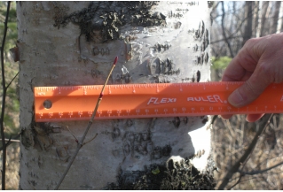 Measuring Birch Tree Measuring a birch tree