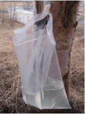 Sap Gathering Gathering sap