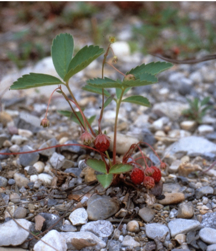 Wild Strawberries Leaves outcropping from rocky dirt, with berries on the ground
