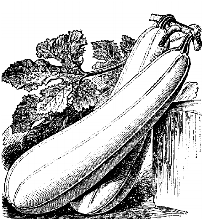 Long vegetable with a stem